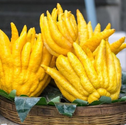 [CIMDBUD] Citrus HAND VAN BOEDDHA