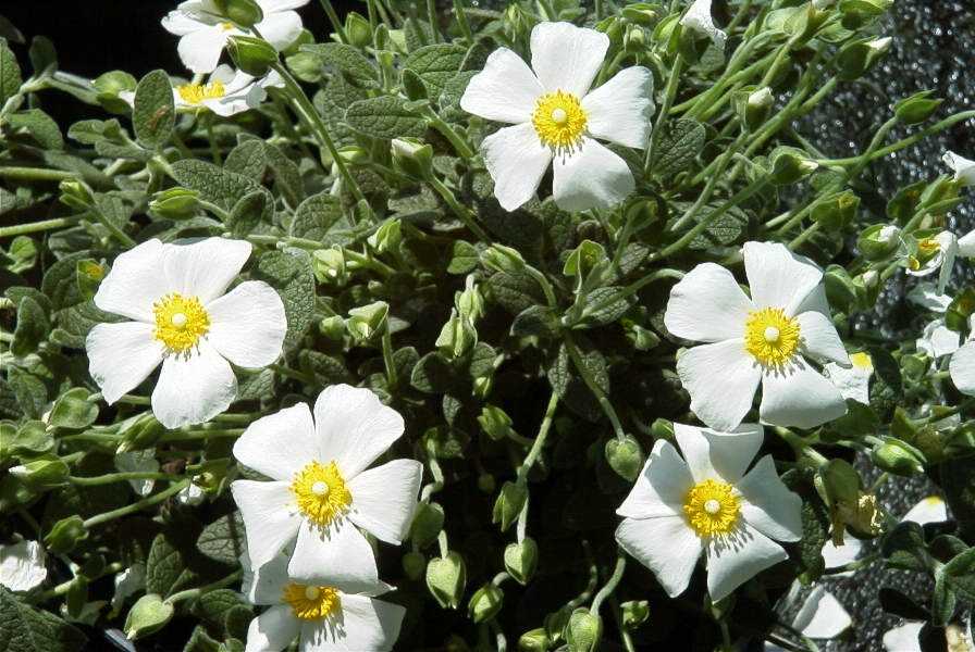 Cistus obtusifolius