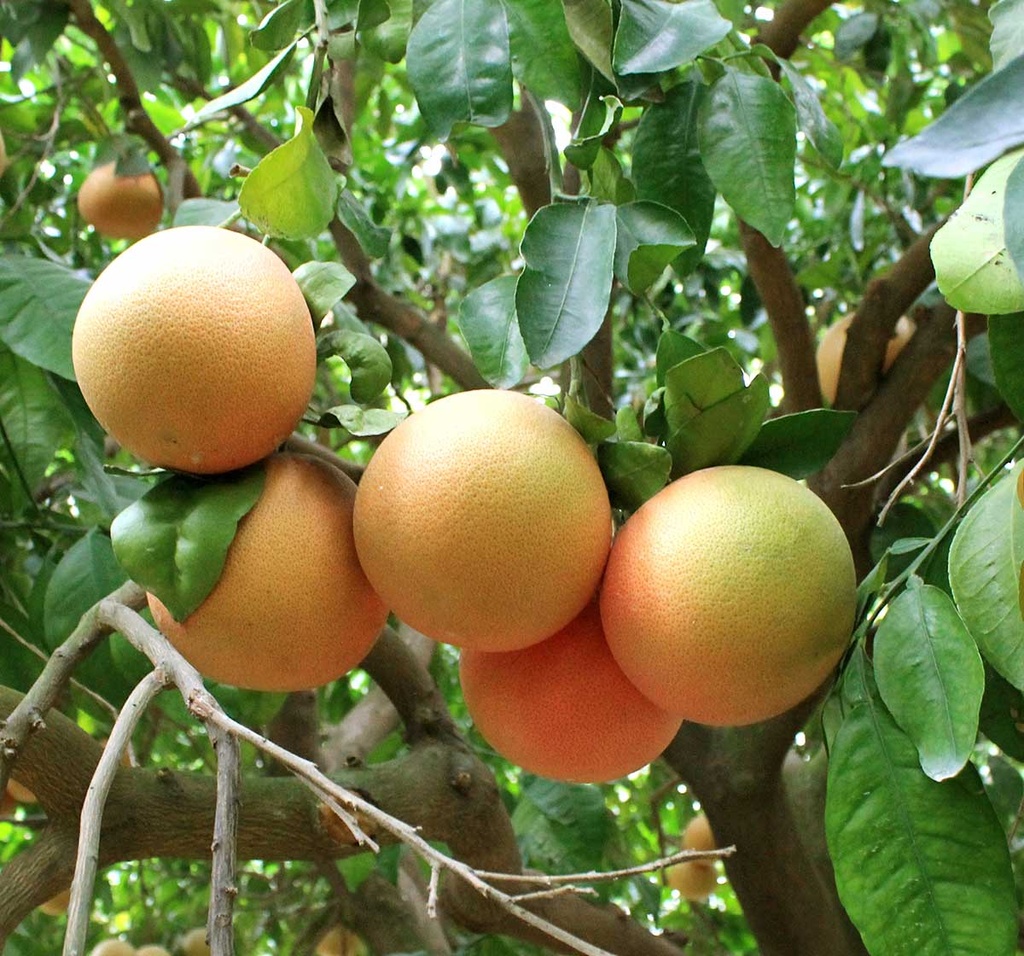 [CIPOMPE] Citrus POMPELMOES