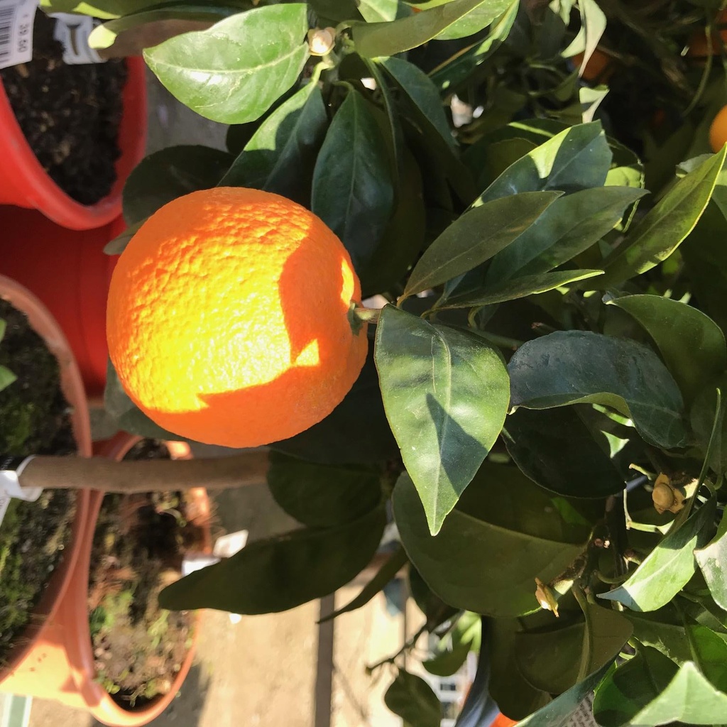 [CISINAA] Citrus SINAASAPPEL (pot20 stam 50cm)