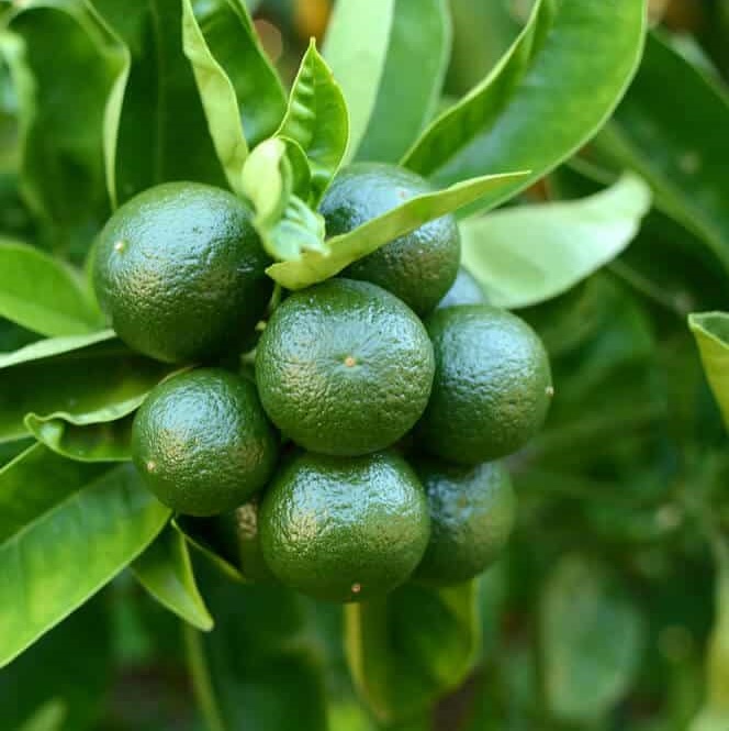 [CITRUS] Citrus LIMOEN (stam, —, pot24)