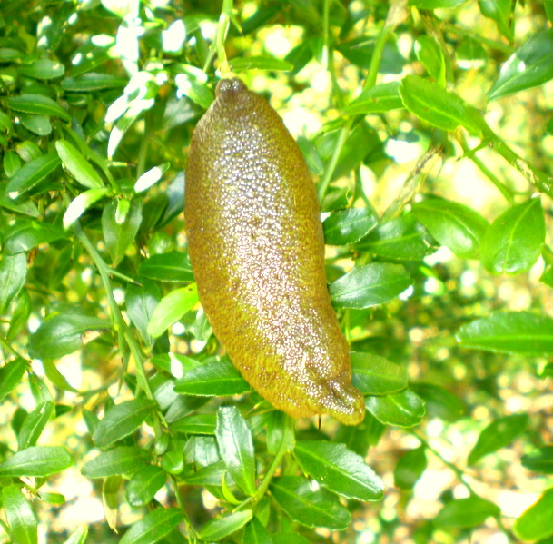 [CIVINGE] CITRONNIER