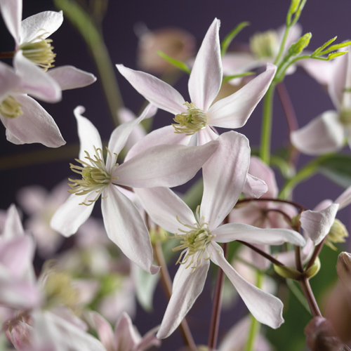 [CLAABLO] Clematis armandii 'Apple Blossom'® (gestokt, —, pot)