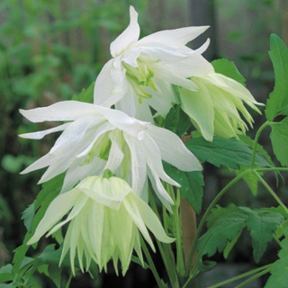 [CLAAPLE] Clematis alpina 'Albina Plena' (75cm, pot   2.25L)