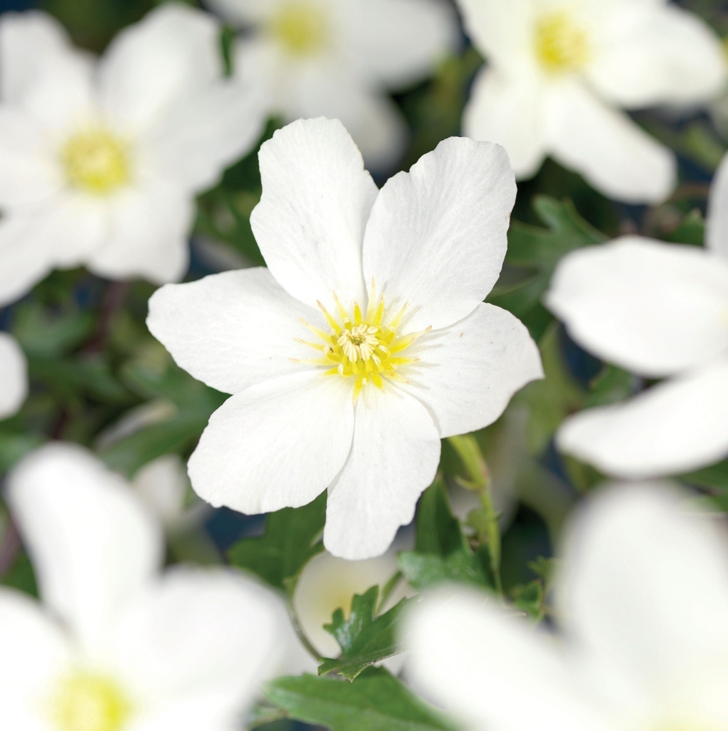 [CLAAVAL] Clematis 'Avalanche'