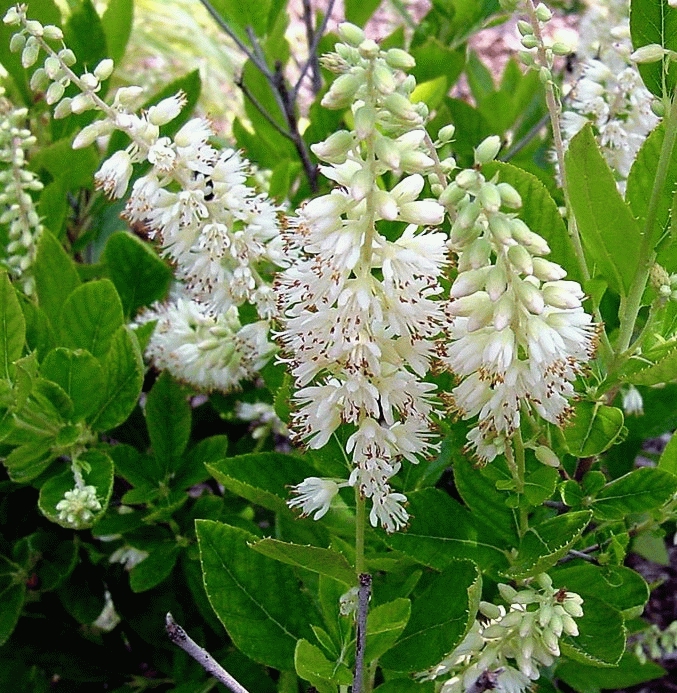 [CLALNIF] Clethra alnifolia (—, pot   3L)