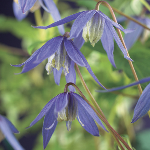 [CLALPINA] Clematis alpina (75cm, pot   2.25L)