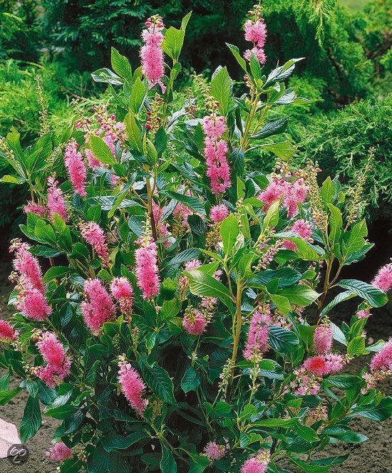 [CLAPSPI] Clethra alnifolia 'Pink Spire' (—, pot 3L)