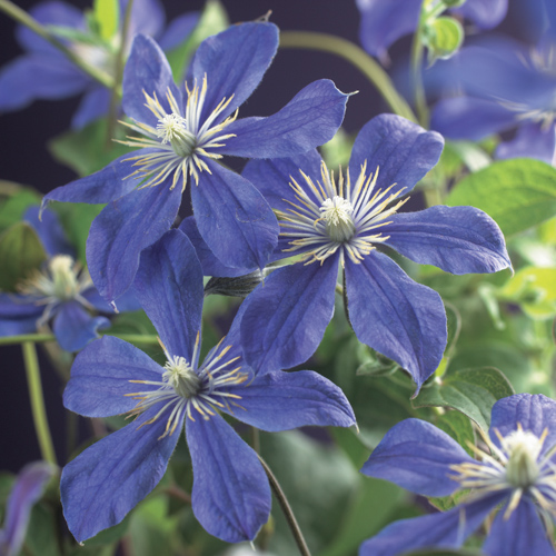 [CLARABE] Clematis 'Arabella' (baton, 75cm, pot 2.25L)