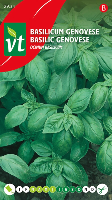 [002934] BASILIC GENOVESE