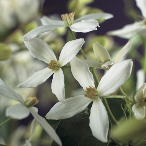 [CLARMAN] Clematis armandii (—, —, pot 5.25l gestokt 215cm)
