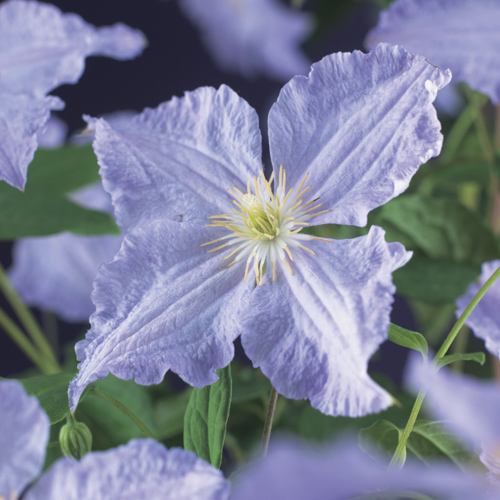 [CLBANGE] Clematis 'Blue Angel' (75cm, pot 2.25L)