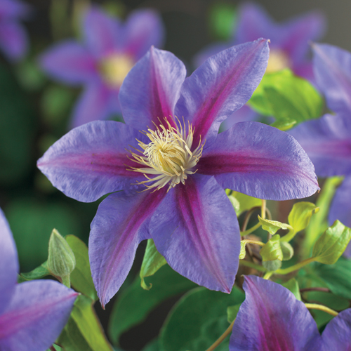[CLBJACK] Clematis 'Barbara Jackman' (75cm, pot 2.25L)