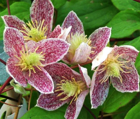 [CLCFREC] Clematis cirrhosa 'Freckles' (75cm, pot 2.25L)