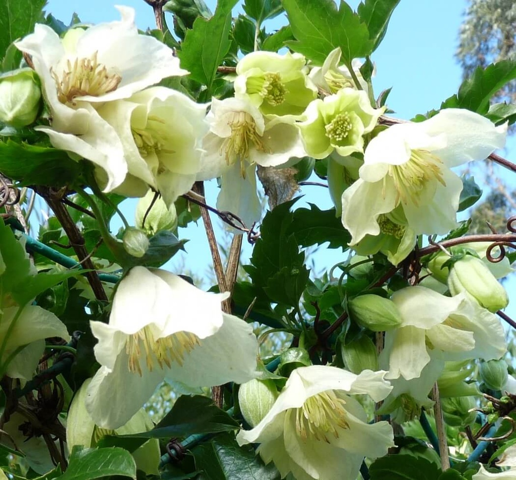 [CLCJBEL] Clematis cirrhosa 'Jingle Bells' (75cm, pot   2.25L)
