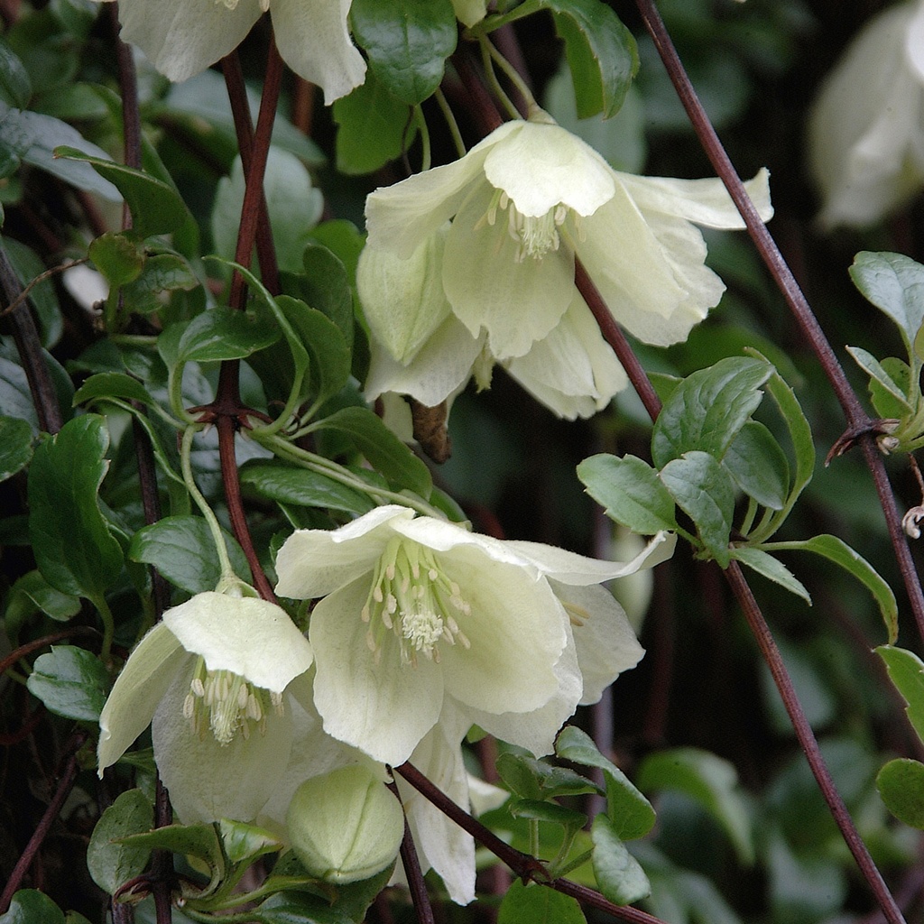 [CLCWCRE] Clematis cirrhosa 'Wisley Cream' (75cm, pot   2.25L)