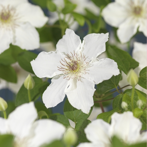 [CLDESTI] Clematis 'Destiny' (gestokt, 75cm, pot   2.25L)