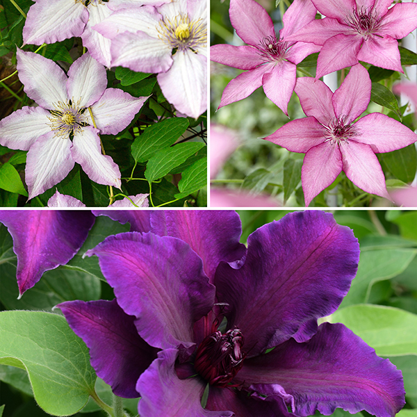 [CLEOCHO] Clematis Evison Our Choice Mix (—, pot19 grille)
