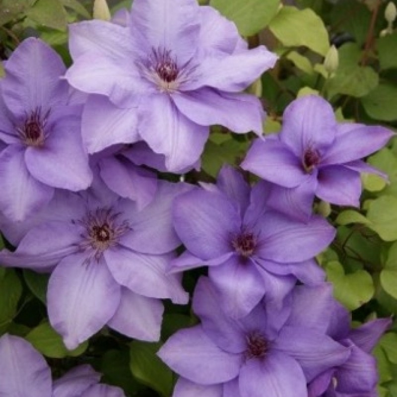 [CLESTHE] Clematis 'Esther' PBR (baton, 75cm, pot 2.25L)