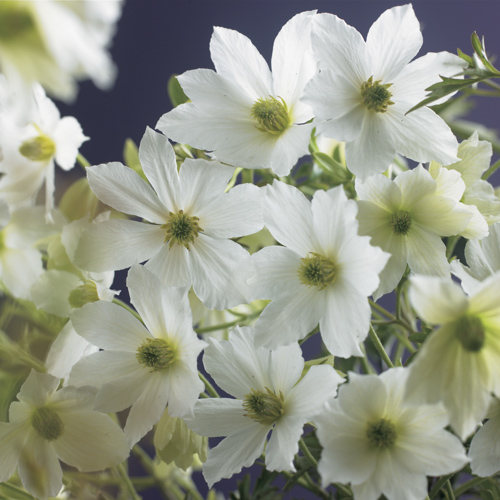 [CLESENS] CLÉMATITE (baton, 75cm, pot 2.25L)
