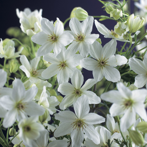 [CLJOECL] Clematis 'Joe' (gestokt, 75cm, pot   2.25L)