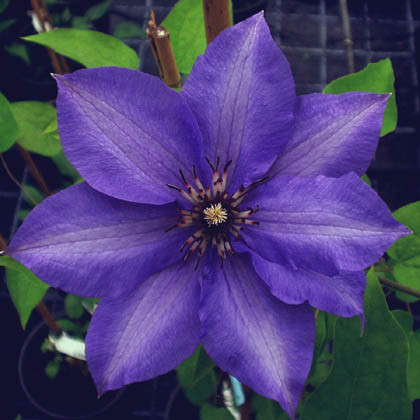 [CLKONIG] Clematis 'Königskind' (baton, 75cm, pot 2.25L)
