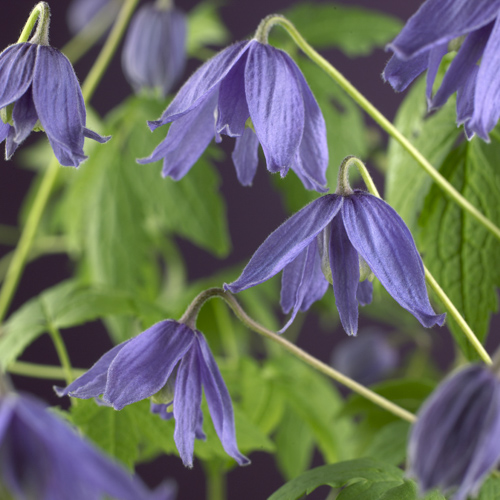 [CLMACRO] Clematis macropetala (gestokt, 75cm, pot   2.25L)