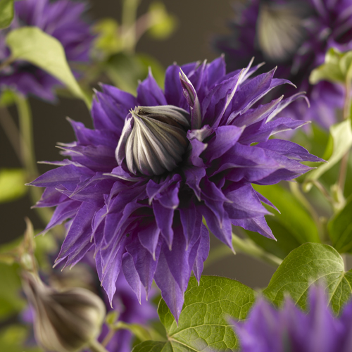 [CLMBLUE] Clematis 'Multi Blue' (gestokt, 75cm, pot   2.25L)