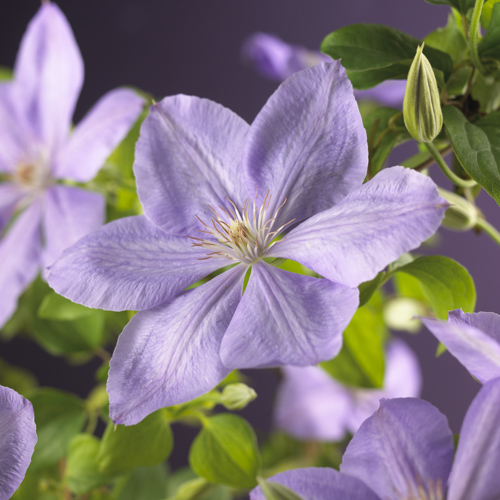 [CLMCHOL] Clematis 'Mrs. Cholmondeley' (gestokt, 75cm, pot   2.25L)