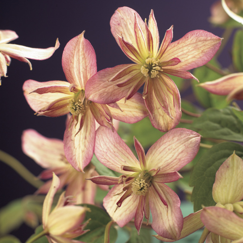 [CLMMARJ] Clematis montana 'Marjorie' (75cm, pot 2.25L)