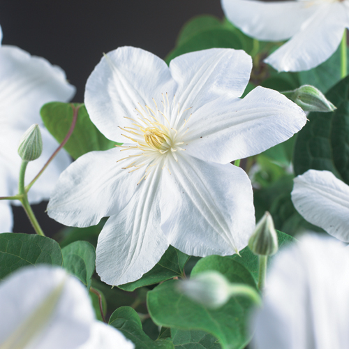 [CLMLCOU] Clematis 'Madame Le Coultre' (gestokt, 75cm, pot   2.25L)