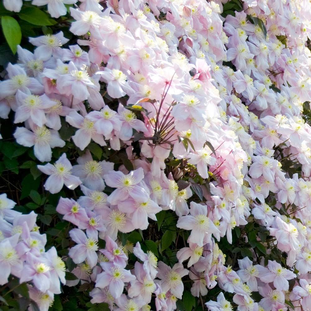 [CLMMAYL] Clematis montana 'Mayleen' (—, —, pot 5.25l gestokt 215cm)