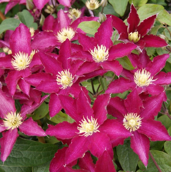 [CLMVGOG] Clematis montana 'Van Gogh' (75cm, pot   2.25L)