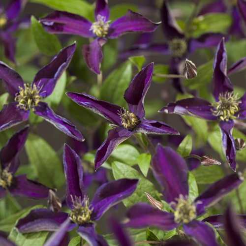[CLNOORA] Clematis Noora PBR (baton, 75cm, pot 2.25L)