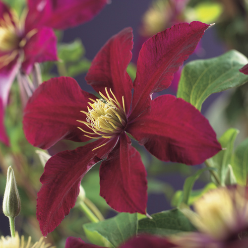 [CLNIOBE] Clematis 'Niobe' (75cm, pot   2.25L)