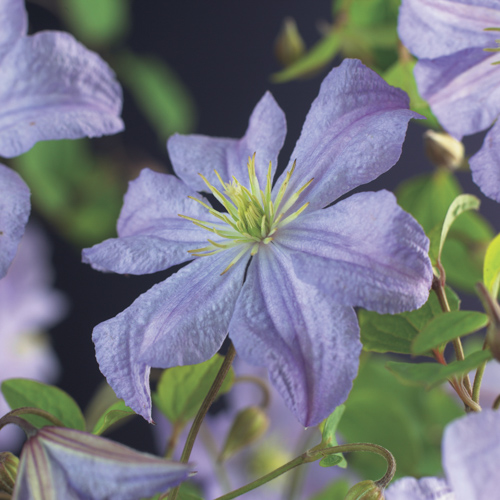 [CLPCHAR] Clematis 'Prince Charles' (gestokt, 75cm, pot   2.25L)