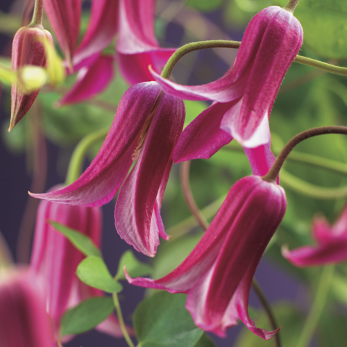 [CLPDIAN] Clematis 'Princess Diana' (baton, 75cm, pot 2.25L)