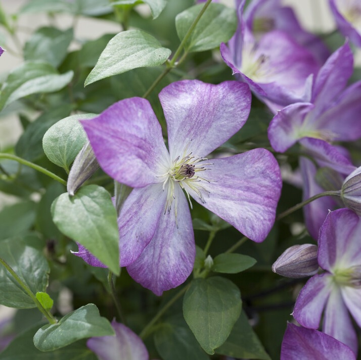 [CLPERNI] Clematis 'Pernille' (baton, 75cm, pot 2.25L)