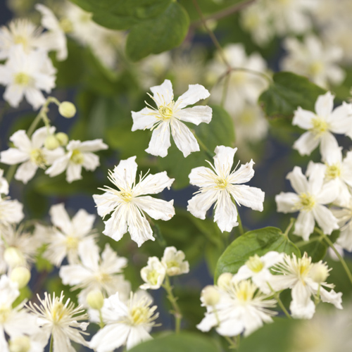 [CLPFARG] Clematis 'Paul Farges' (—, —, pot 5.25l gestokt 215cm)
