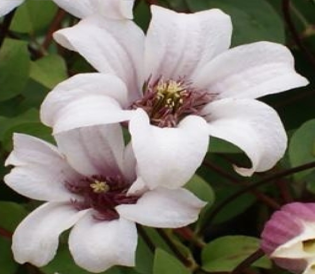 [CLPKATE] Clematis 'Princess Kate' (baton, 75cm, pot 2.25L)