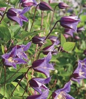 Clematis 'Prince William'