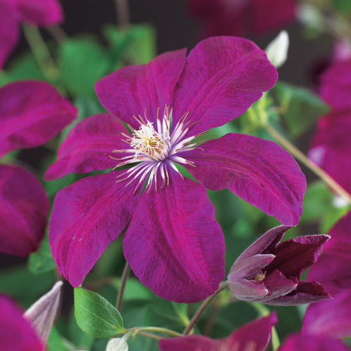 [CLRCARD] Clematis 'Rouge Cardinal' (gestokt, 75cm, pot   2.25L)