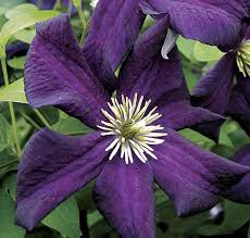 [CLROMAN] Clematis 'Romantica' (baton, 75cm, pot 2.25L)