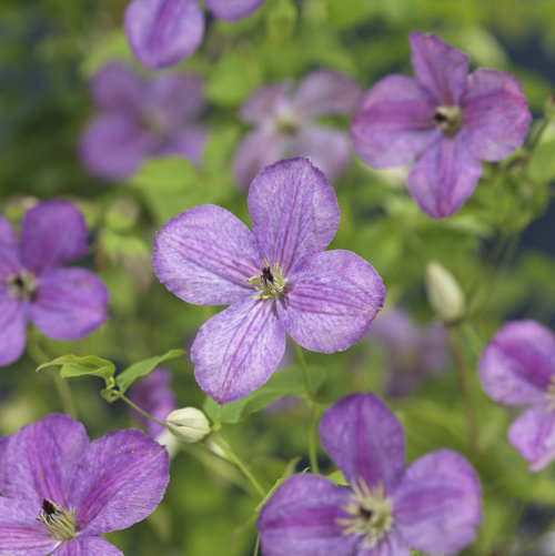 [CLSMLFL] Clematis 'So Many® Lavender Flowers' (gestokt, 75cm, pot   2.25L)