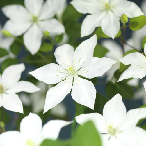 [CLSMWFL] Clematis 'So Many® White Flowers' (baton, 75cm, pot 2.25L)
