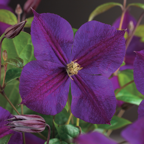 [CLSOIND] Clematis 'Star of India' (baton, 75cm, pot 2.25L)