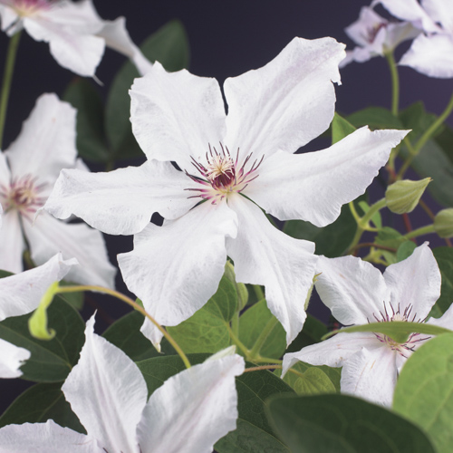 [CLSQUEE] Clematis 'Snow Queen' (75cm, pot   2.25L)