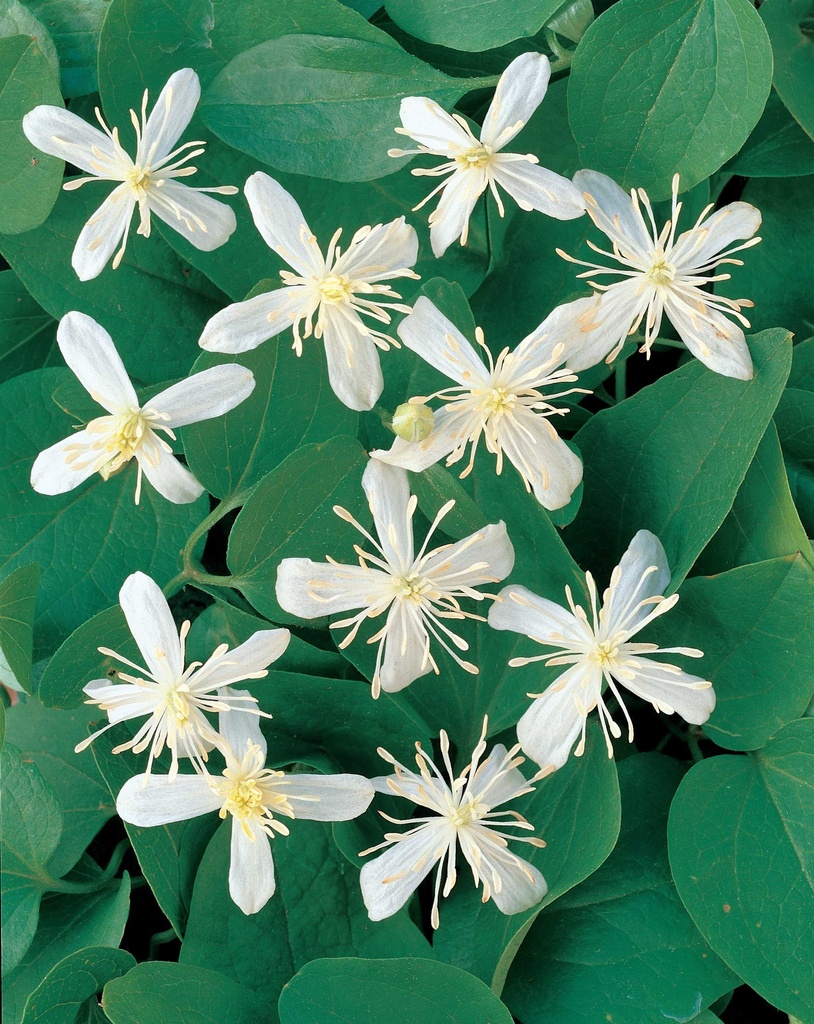 [CLTERNI] Clematis terniflora