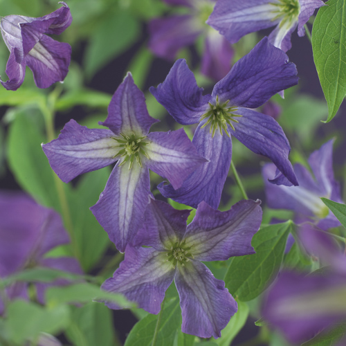 [CLVITIC] Clematis Viticella (baton, —, pot 2L)