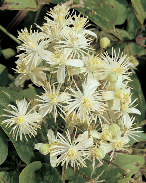 [CLVITAL] Clematis vitalba (gestokt, 75cm, pot   2.25L)